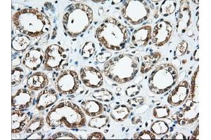 Immunohistochemical staining of paraffin-embedded Human Kidney tissue using anti-KHK mouse monoclonal antibody.