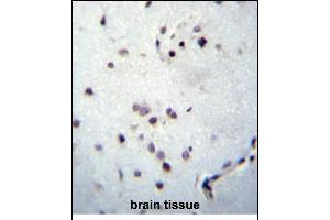 ZN Antibody (Center) (ABIN656290 and ABIN2845599) immunohistochemistry analysis in formalin fixed and paraffin embedded human brain tissue followed by peroxidase conjugation of the secondary antibody and DAB staining. (ZNF417 antibody  (AA 136-164))