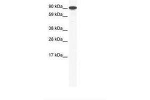 ZFY antibody  (AA 321-370)