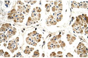 Human Muscle (POR antibody  (N-Term))