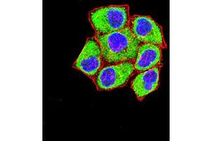 Immunofluorescence analysis of Hela cells using FOLR1 mouse mAb (green). (FOLR1 antibody  (AA 41-227))