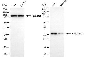 Western blotting analysis using CHCHD3 antibody (ABIN7798117).