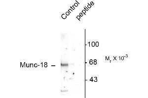 Western blots of rat cortex lysate showing specific immunolabeling of the ~65k Munc-18 protein phosphorylated at Ser515. (STXBP2 antibody  (pSer513))