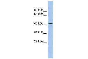 WB Suggested Anti-ANGPTL5 Antibody Titration: 0. (ANGPTL5 antibody  (N-Term))