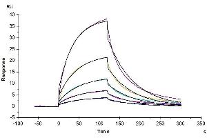 Surface Plasmon Resonance (SPR) image for Programmed Cell Death 1 (PDCD1) (AA 25-167) protein (Fc Tag,Biotin) (ABIN7275424)