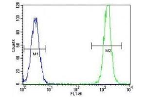 KRAS antibody flow cytometric analysis of HeLa cells (right histogram) compared to a negative control (left histogram). (K-RAS antibody  (AA 146-174))