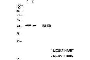 Western Blot (WB) analysis of Mouse Heart and Mouse Brain using Inhibin beta-B antibody. (INHBB antibody  (C-Term))