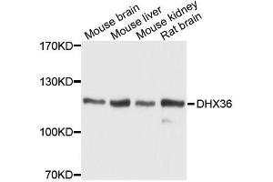 Western blot analysis of extracts of various cell lines, using DHX36 antibody. (DHX36 antibody  (AA 1-260))
