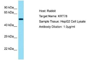 Host: Rabbit Target Name: KRT78 Sample Tissue: Human HepG2 Whole Cell Antibody Dilution: 1ug/ml (Keratin 78 antibody  (Middle Region))