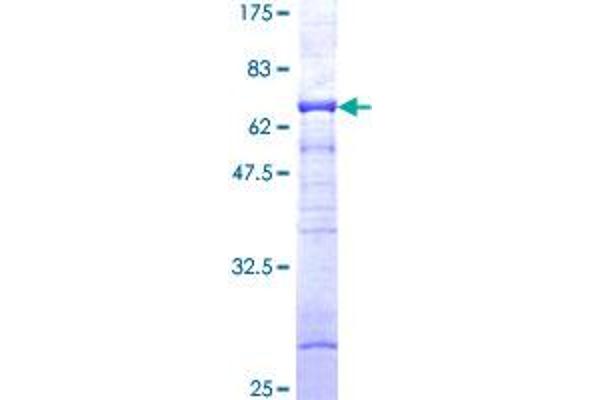 PRKAG1 Protein (AA 1-331) (GST tag)