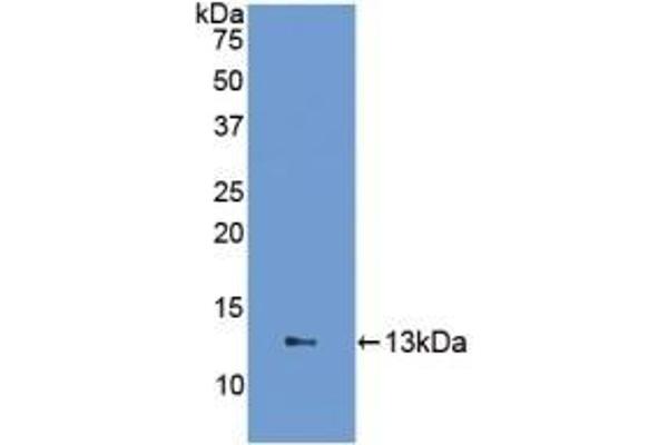 FABP1 antibody  (AA 2-127)