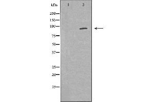 Western blot analysis of Mouse lung lysate, using POSTN Antibody. (Periostin antibody  (N-Term))