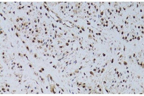 HUS1 antibody