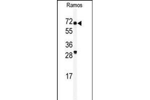 Western blot analysis of anti-RIOK2 Antibody (C-term) (ABIN390990 and ABIN2841173) in Ramos cell line lysates (35 μg/lane). (RIOK2 antibody  (C-Term))