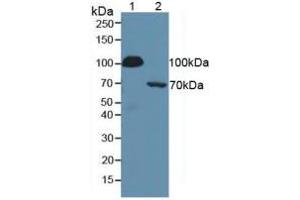 Figure. (SERPING1 antibody  (AA 399-500))