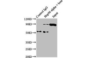 Immunoprecipitating Hsp90 alpha + beta in Hela whole cell lysate Lane 1: Rabbit control IgG instead of ABIN7127555 in Hela whole cell lysate. (Recombinant HSP9AA1/HSP9AB1 antibody)