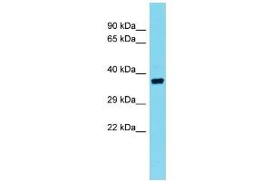 Host: Rabbit  Target Name: Olr10  Sample Tissue: Rat Testis lysates  Antibody Dilution: 1. (Olr10 antibody  (C-Term))