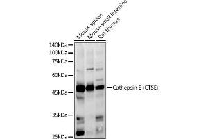 Western blot analysis of extracts of various cell lines, using Cathepsin E (CTSE) antibody (ABIN3016440, ABIN3016441, ABIN3016442 and ABIN6219747) at 1:1000 dilution. (Cathepsin E antibody)