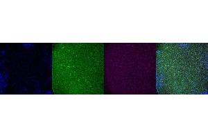 Immunohistochemistry (IHC) image for anti-Tryptophan Hydroxylase 2 (TPH2) antibody (ABIN7456267) (Tryptophan Hydroxylase 2 antibody)