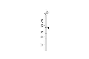 Anti-GLUL Antibody (N-term)at 1:1000 dilution + Raji whole cell lysates Lysates/proteins at 20 μg per lane.