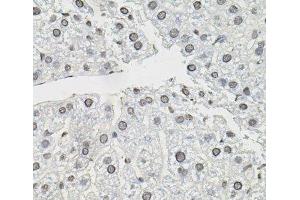 Immunohistochemistry of paraffin-embedded Mouse liver using TCEB1 Polyclonal Antibody (TCEB1 antibody)