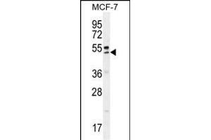 QTRTD1 Antibody (C-term) (ABIN655642 and ABIN2845119) western blot analysis in MCF-7 cell line lysates (35 μg/lane). (QTRTD1 antibody  (C-Term))