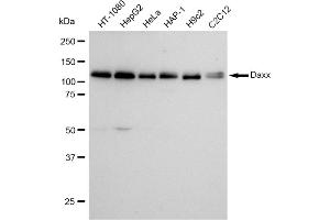 anti-Death-Domain Associated Protein (DAXX) antibody