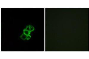 Immunofluorescence (IF) image for anti-Olfactory Receptor, Family 8, Subfamily B, Member 4 (OR8B4) (C-Term) antibody (ABIN1853428) (OR8B4 antibody  (C-Term))