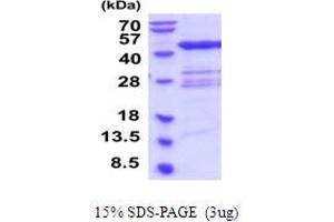 SDS-PAGE (SDS) image for Queuine tRNA-Ribosyltransferase 1 (QTRT1) (AA 1-403) protein (His tag) (ABIN6387595)