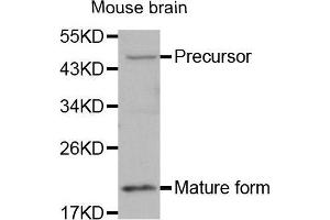 Western Blotting (WB) image for anti-Bone Morphogenetic Protein 7 (BMP7) (AA 132-431) antibody (ABIN3021109) (BMP7 antibody  (AA 132-431))