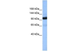 Western Blotting (WB) image for anti-Coatomer Protein Complex, Subunit beta 1 (COPB1) antibody (ABIN2463511) (COPB1 antibody)