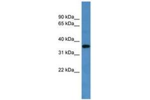 Image no. 1 for anti-G Protein-Coupled Receptor 88 (GPR88) (C-Term) antibody (ABIN6746201) (GPR88 antibody  (C-Term))