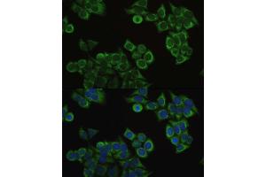 Immunofluorescence analysis of HeLa cells using ECHS1 antibody. (ECHS1 antibody  (AA 28-290))