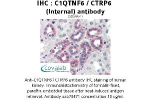 Image no. 1 for anti-Complement C1q Tumor Necrosis Factor-Related Protein 6 (C1QTNF6) (Internal Region) antibody (ABIN1732487) (CTRP6 antibody  (Internal Region))