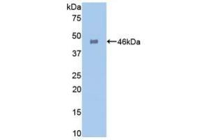 Detection of Recombinant GLa, Human using Polyclonal Antibody to Galactosidase Alpha (GLa) (GLA antibody  (AA 81-429))