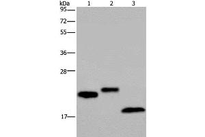 Western Blot analysis of NIH/3T3 cell, Human testis and Mouse fat tissue using EPPIN Polyclonal Antibody at dilution of 1:400 (Eppin antibody)
