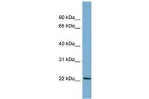 Image no. 1 for anti-B-Cell Translocation Gene 4 (BTG4) (AA 71-120) antibody (ABIN6742146)
