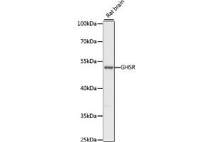 Western blot analysis of extracts of rat brain, using GHSR antibody (ABIN7267520) at 1:1000 dilution. (GHSR antibody  (AA 1-100))