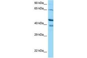 Image no. 1 for anti-S100 Calcium Binding Protein G (S100G) (AA 108-157) antibody (ABIN6748472)