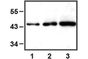 1:1000 (1 ug/ml) antibody dilution used in WB of HEK 293 cell lysate; 5 ug (1), 10 ug (2) and 30 ug (3) of cell lysate used. (ERK1 antibody)
