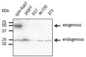 RAB7A antibody  (C-Term)