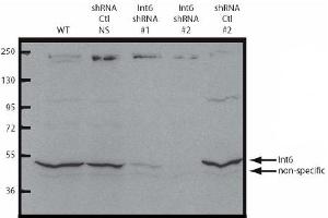 Image no. 2 for anti-Eukaryotic Translation Initiation Factor 3 Subunit E (EIF3E) (C-Term) antibody (ABIN401422)