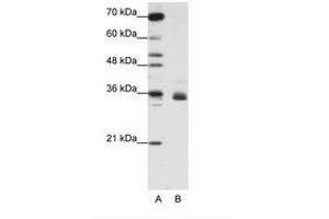 Image no. 2 for anti-Heterogeneous Nuclear Ribonucleoprotein A1 (HNRNPA1) (N-Term) antibody (ABIN203053) (HNRNPA1 antibody  (N-Term))