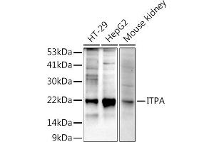 Western blot analysis of extracts of various cell lines, using (ABIN7267879) at 1:1000 dilution. (ITPA antibody)