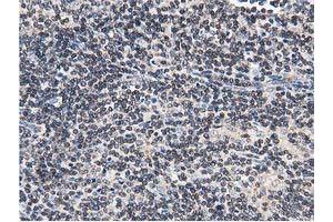 Image no. 10 for anti-Striatin Interacting Protein 1 (STRIP1) antibody (ABIN1498204)