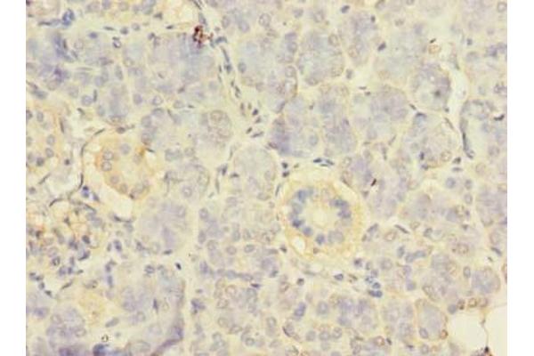 RPS24 antibody  (AA 2-133)