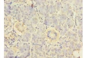 Immunohistochemistry of paraffin-embedded human pancreatic tissue using ABIN7142524 at dilution of 1:100
