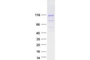 Validation with Western Blot (PCDHGB5 Protein (Transcript Variant 2) (Myc-DYKDDDDK Tag))