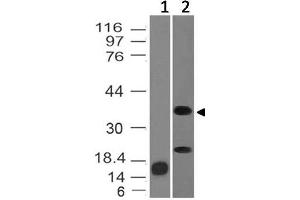 Image no. 1 for anti-Inhibin, alpha (INHA) (AA 196-366) antibody (ABIN5027320) (Inhibin alpha antibody  (AA 196-366))