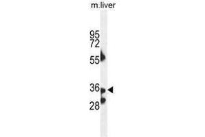 B3GNT4 Antaibody (Center) western blot analysis in mouse liver tissue lysates (35µg/lane). (B3GNT4 antibody  (Middle Region))